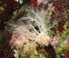 Pallid Sea Cucumber thumbnail 4