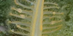 Ptilosarcoma athyrmata thumbnail 2