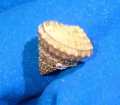 Spiny Topsnail thumbnail 3