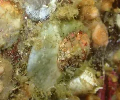 Red Veiled Chiton thumbnail 3