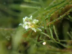 Olive's Sapsucker thumbnail 2