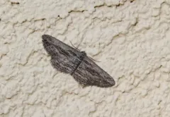 Mountain Mahogany Looper Moth thumbnail 4