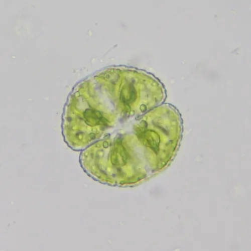 Cosmarium formosulum