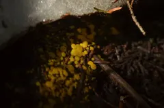 Chloroscypha flavida thumbnail 2