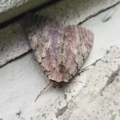 Darling Underwing thumbnail 2