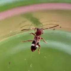 Currant-tip Borer thumbnail 3