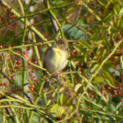 Dickcissel thumbnail 2