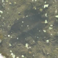 Bluegill thumbnail 3