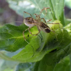 Paroligolophus agrestis thumbnail 1