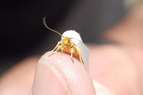 White Flower Moth