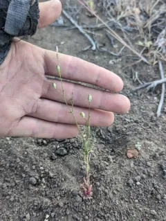 Nevada gilia thumbnail 3