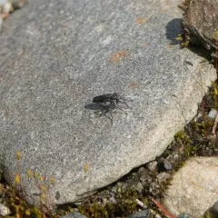 Lasiopogon currani thumbnail 3