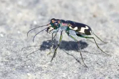 Williston's Tiger Beetle thumbnail 2