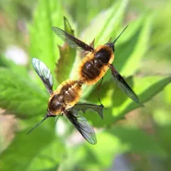 Bombylius mexicanus thumbnail 1