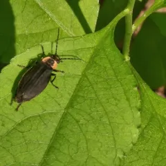 Three-ribbed Soldier Beetle thumbnail 4