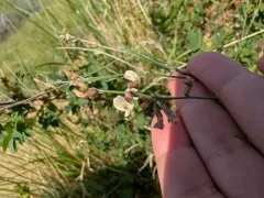 Lesser Rushy Milkvetch thumbnail 4