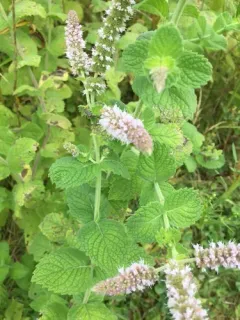 Apple Mint thumbnail 2