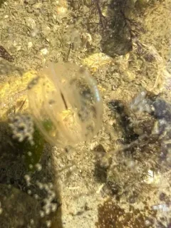Hormiphora californensis thumbnail 3