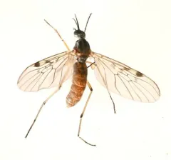 Sylvicola punctatus thumbnail 3