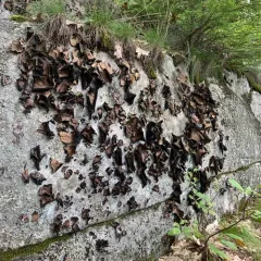 Smooth Rock Tripe thumbnail 3