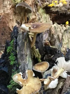 Pluteus granularis thumbnail 1