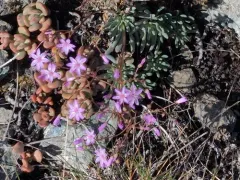Quill-leaf Lewisia thumbnail 4