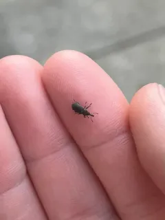 Magdalis gracilis thumbnail 2