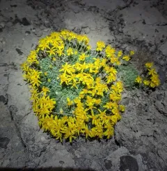 Stemless Mock Goldenweed thumbnail 3