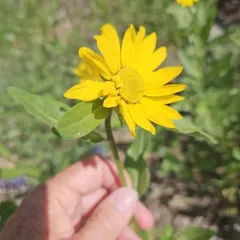Rocky Mountain Dwarf Sunflower thumbnail 4