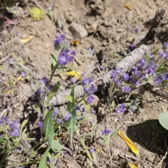 Low Phacelia thumbnail 2
