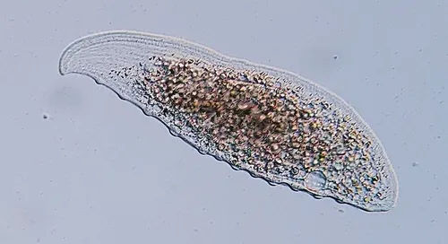 Loxophyllum meleagris