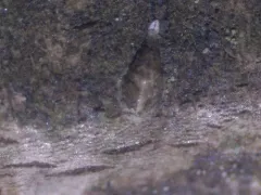 Japanese maple scale thumbnail 1