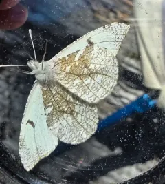 Gray Marble thumbnail 4