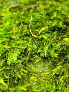 Homomallium adnatum thumbnail 1