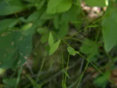 Virginia Flax thumbnail 2