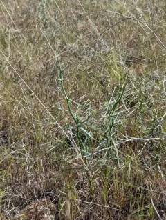 Thorny Skeletonweed thumbnail 4