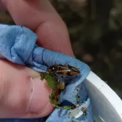 Noble Click Beetle thumbnail 2