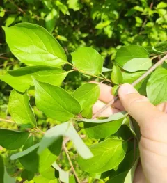 roughleaf dogwood thumbnail 4