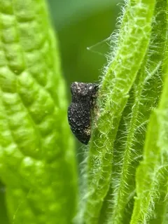 Publilia reticulata thumbnail 3