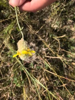 Golden Prairie Clover thumbnail 3