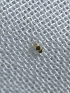 Deuterosminthurus bicinctus thumbnail 4