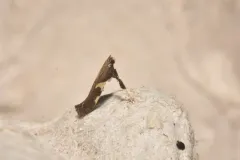 Dogwood Conical Leafroller Moth thumbnail 4