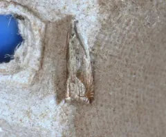 Ancylis diminuatana thumbnail 3