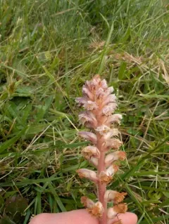 Common Broomrape thumbnail 2