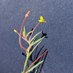 plains evening primrose thumbnail 1