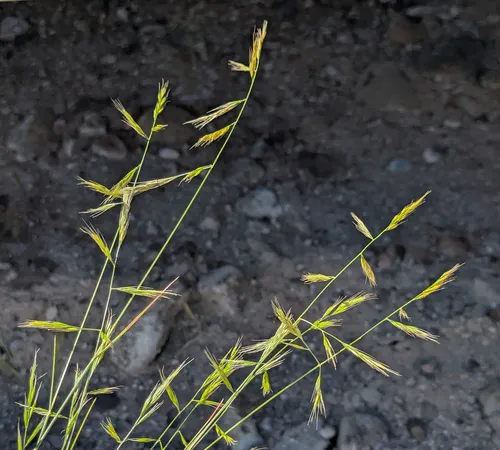 small fescue