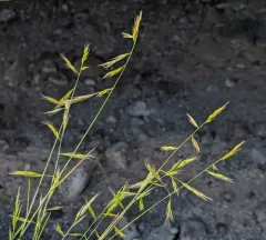 small fescue thumbnail 1