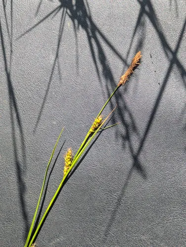 distant sedge