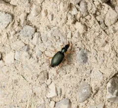 Agonum extensicolle thumbnail 4