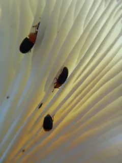 Breastplated Pleasing Fungus Beetle thumbnail 1